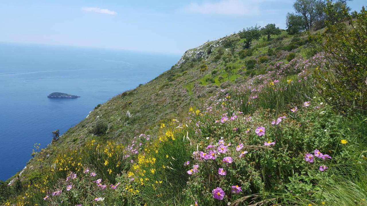 Gli Ulivi Agriturismo Sant'Agnello Kültér fotó