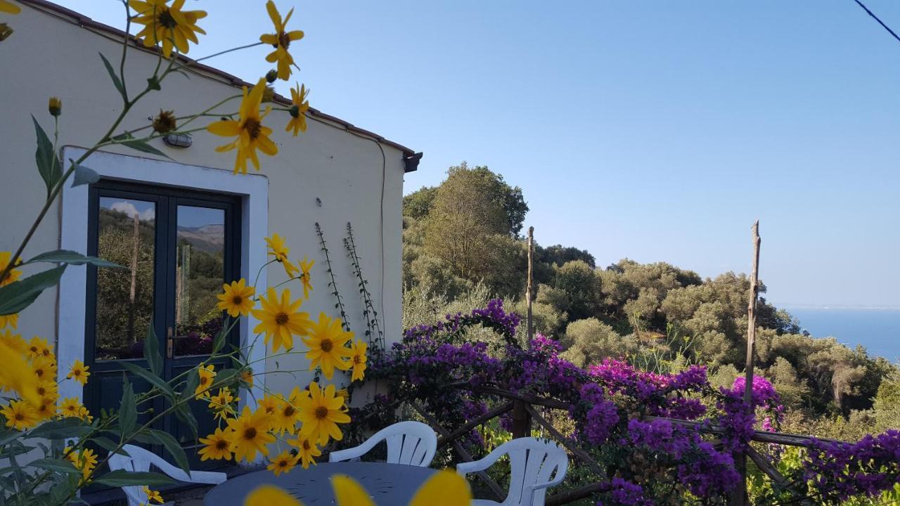 Gli Ulivi Agriturismo Sant'Agnello Kültér fotó